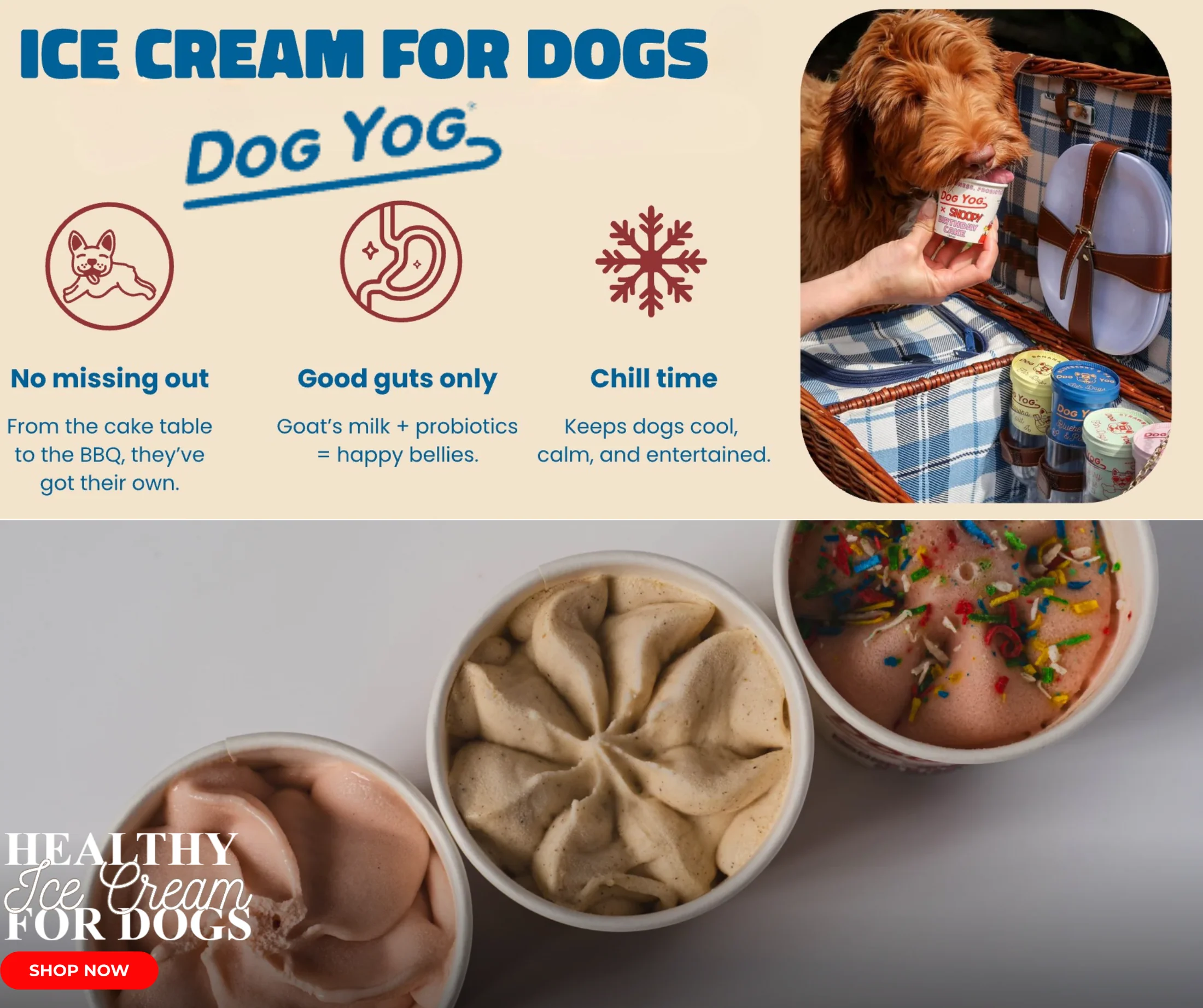 Style Your Pet's World Today